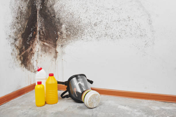 Best Mold Damage Repair  in Canadian, TX