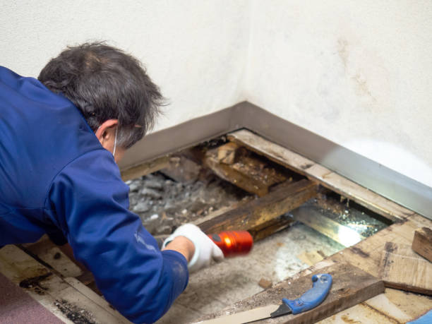 Best Mold Remediation  in Canadian, TX