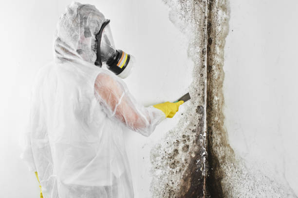Best Commercial Mold Removal  in Canadian, TX