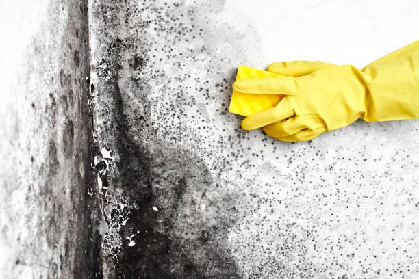 Best Residential Mold Removal  in Canadian, TX