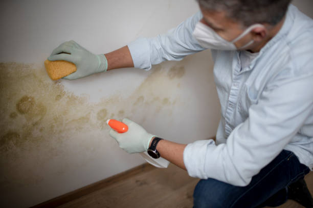 Reliable Canadian, TX Mold Removal Solutions