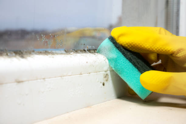 Home Mold Removal in Canadian, TX