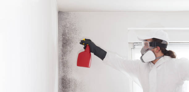 Best Same-Day Mold Removal  in Canadian, TX