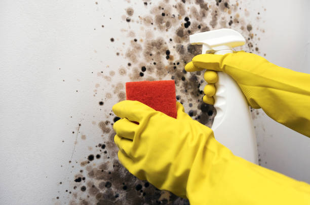 Best Affordable Mold Removal  in Canadian, TX