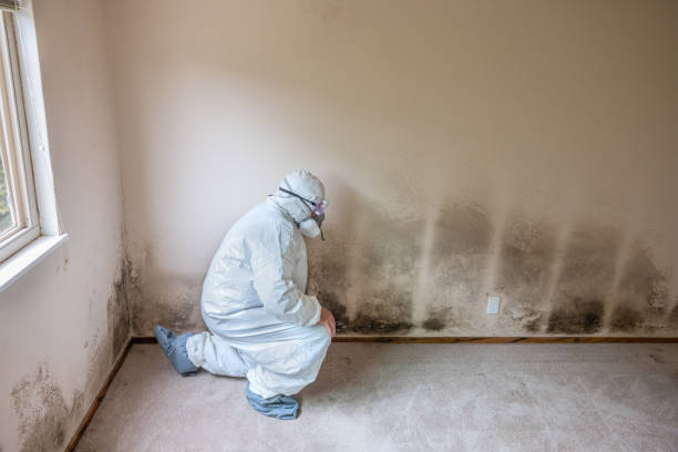 Certified Mold Removal in Canadian, TX