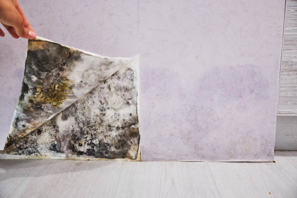 Best Mold Testing  in Canadian, TX